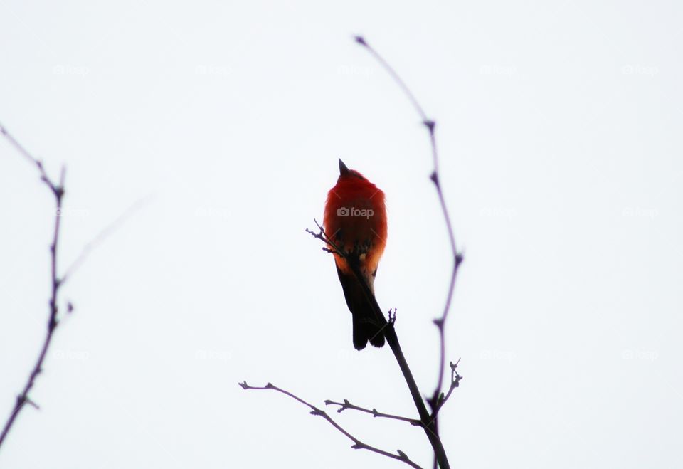 silhouetted orange bird on the twig