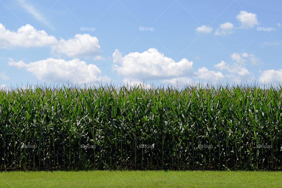 corn field in the south with blue skies and green grass with puffy clouds