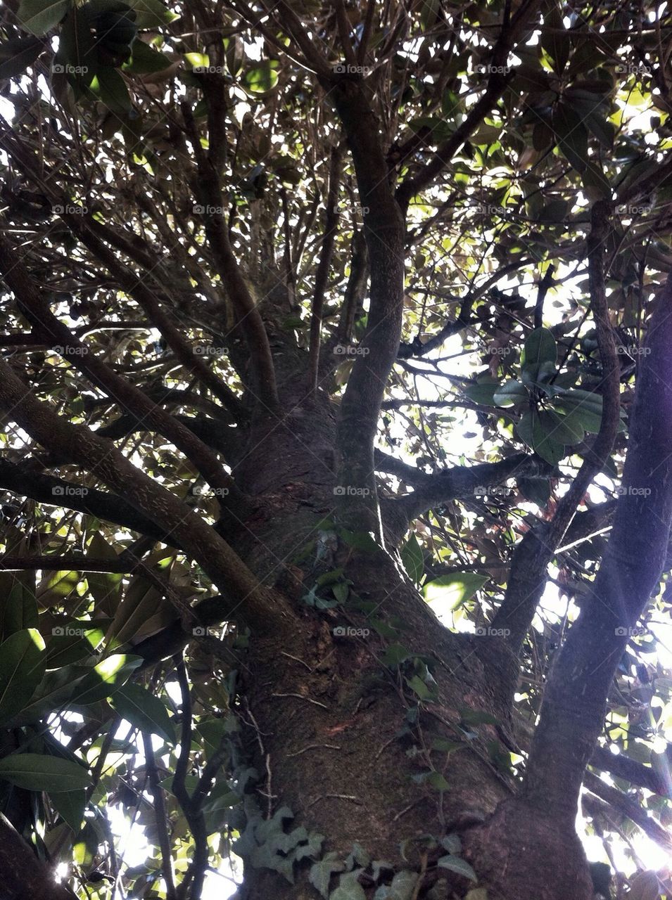nature tree from below trunk by alekime