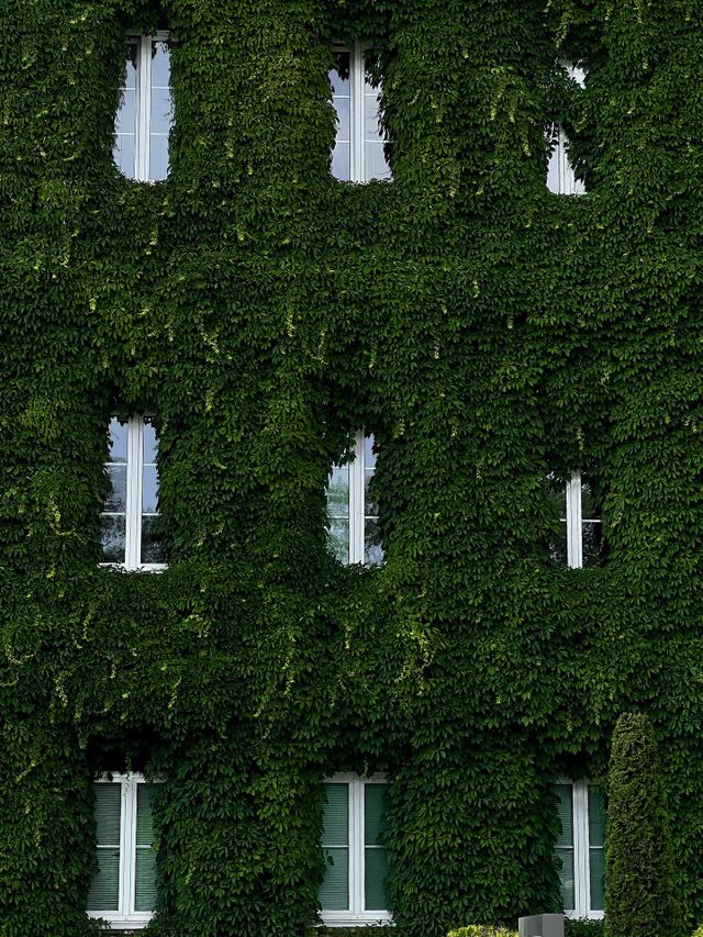 green university. 