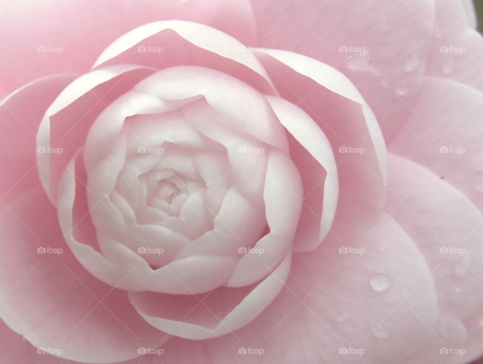 Close up of Camellia