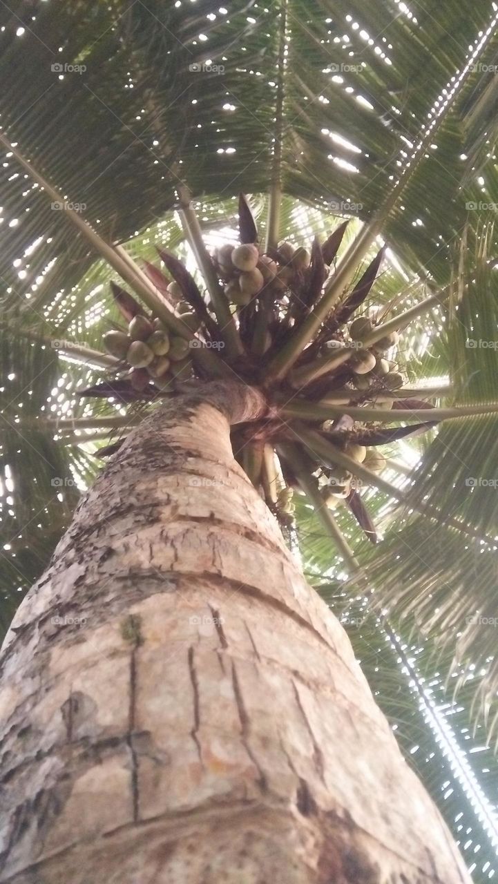 coconut tree captured