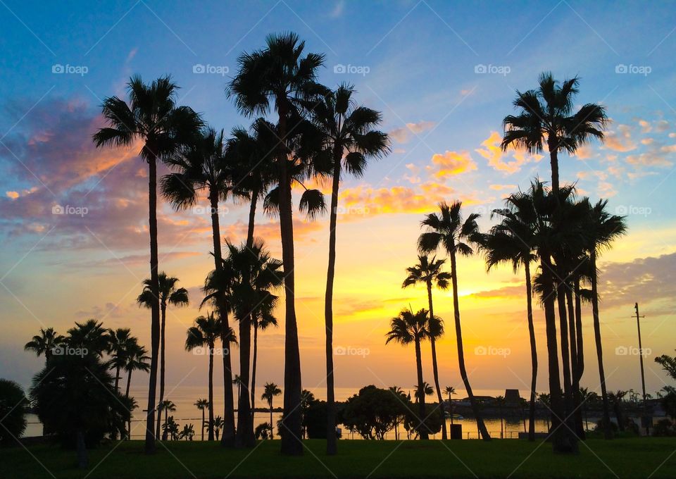 Palm trees during sunset