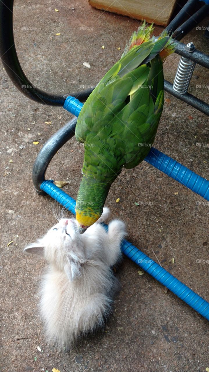Papagaio e gato. Enquanto ainda há a inocência.  Porque gatos comem aves.