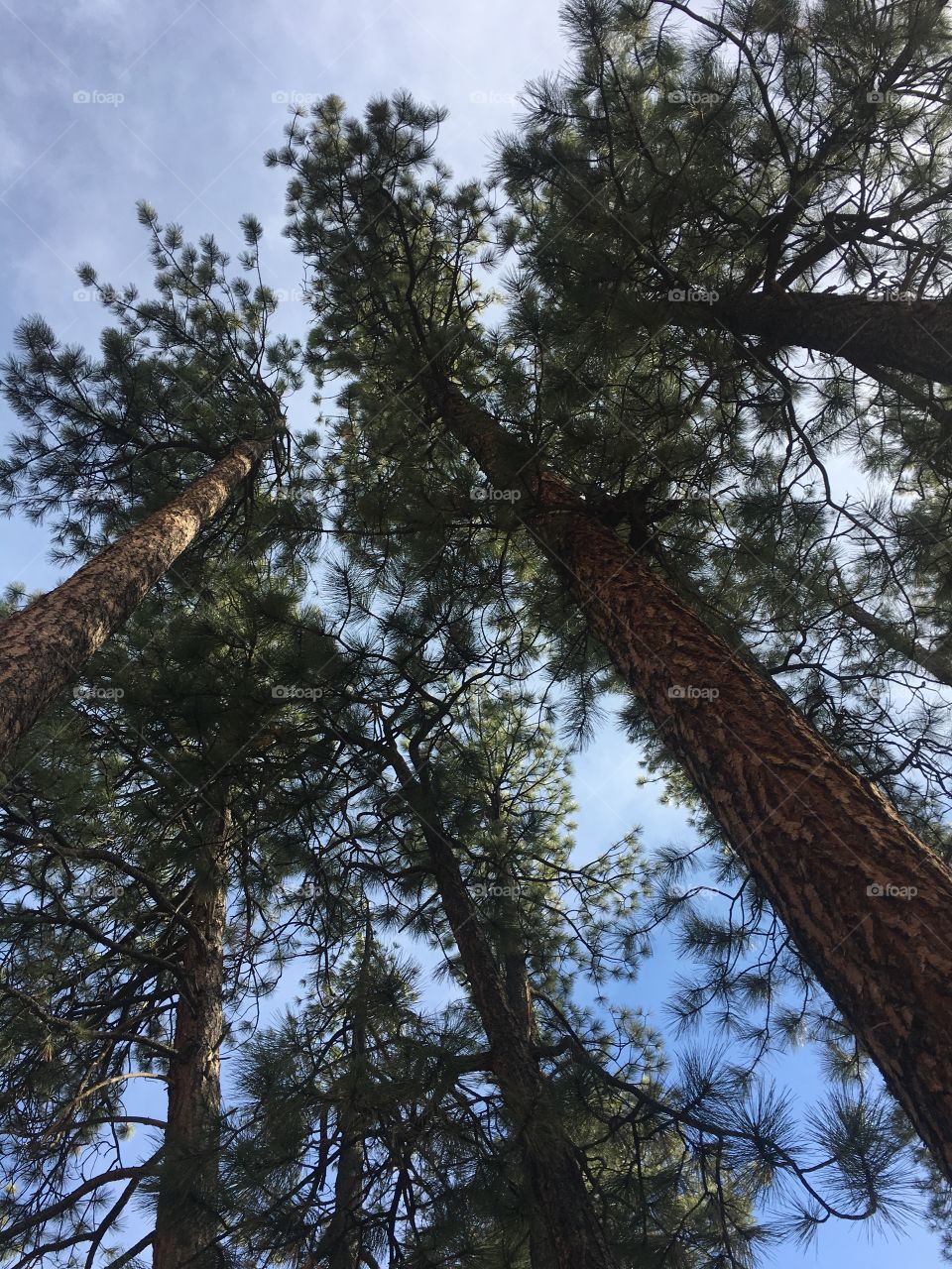 Pine Trees 