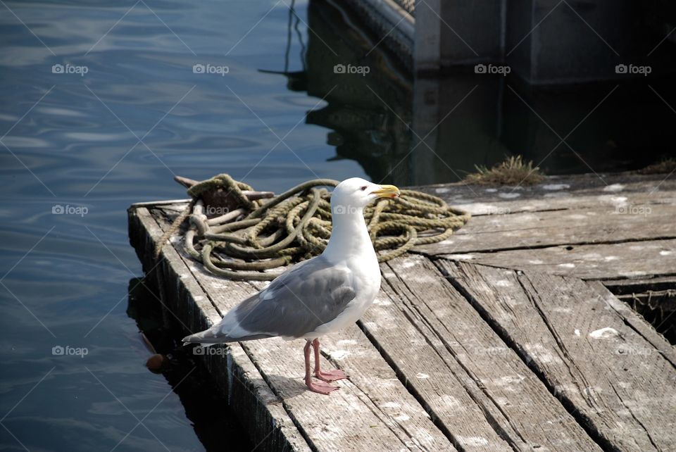 Watching the fishermen clean their catch and waiting for scraps