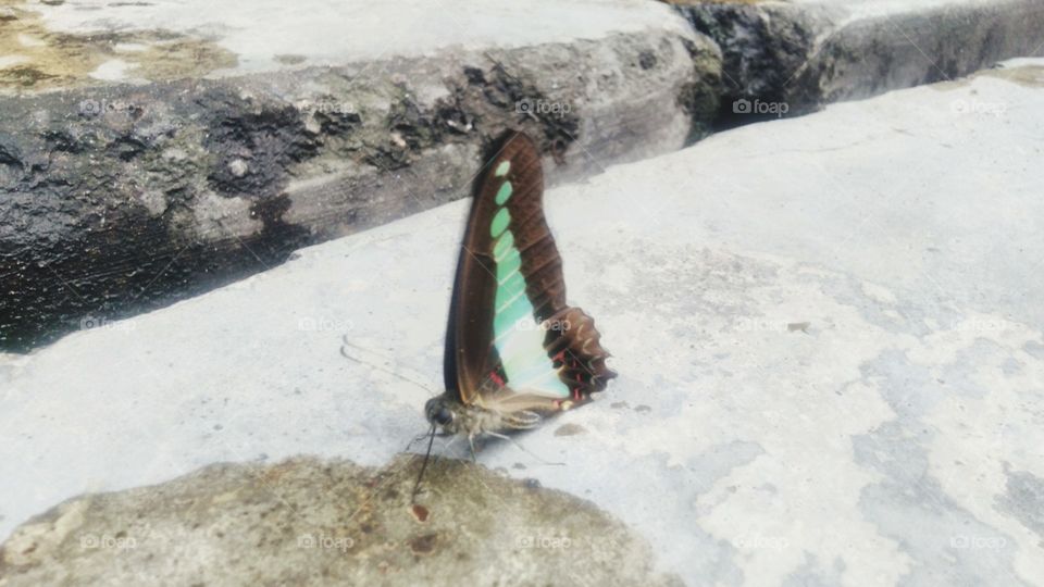 A beautiful Tosca green butterfly perched on a wet terrace.