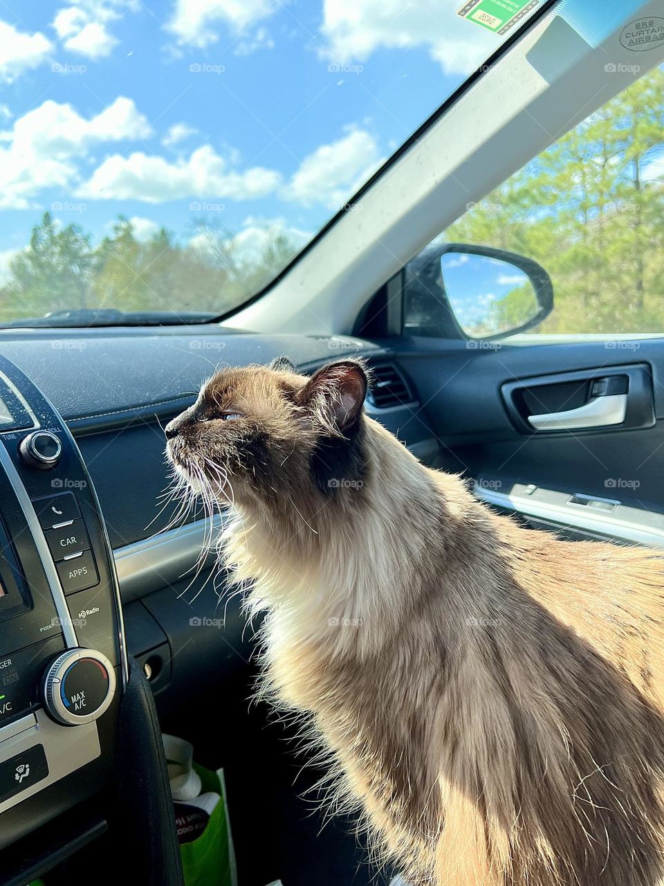 Road trip cat