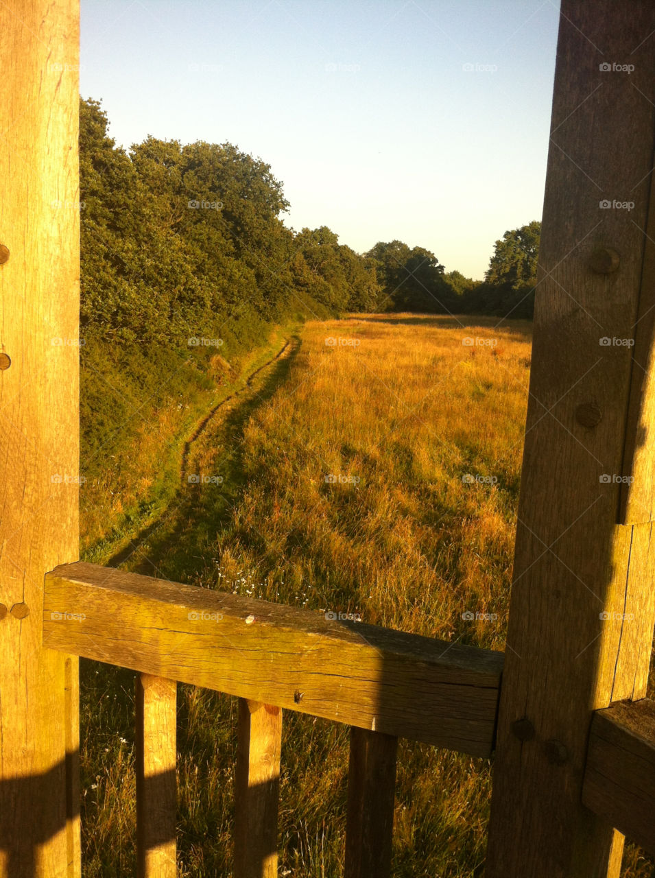 field meadow tracks trails by mini_zoe