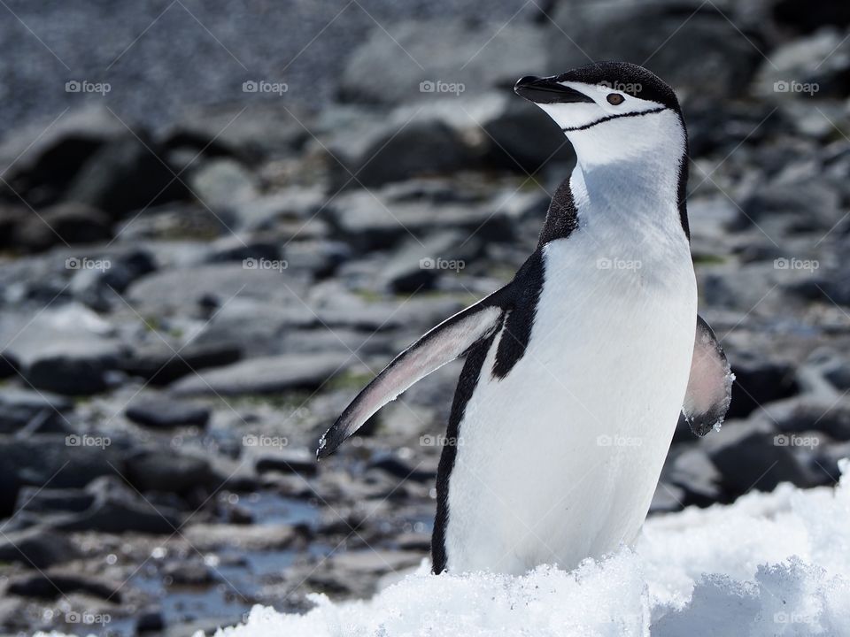 A handsome chinstrap penguin takes a break during its climb back to its colony. 