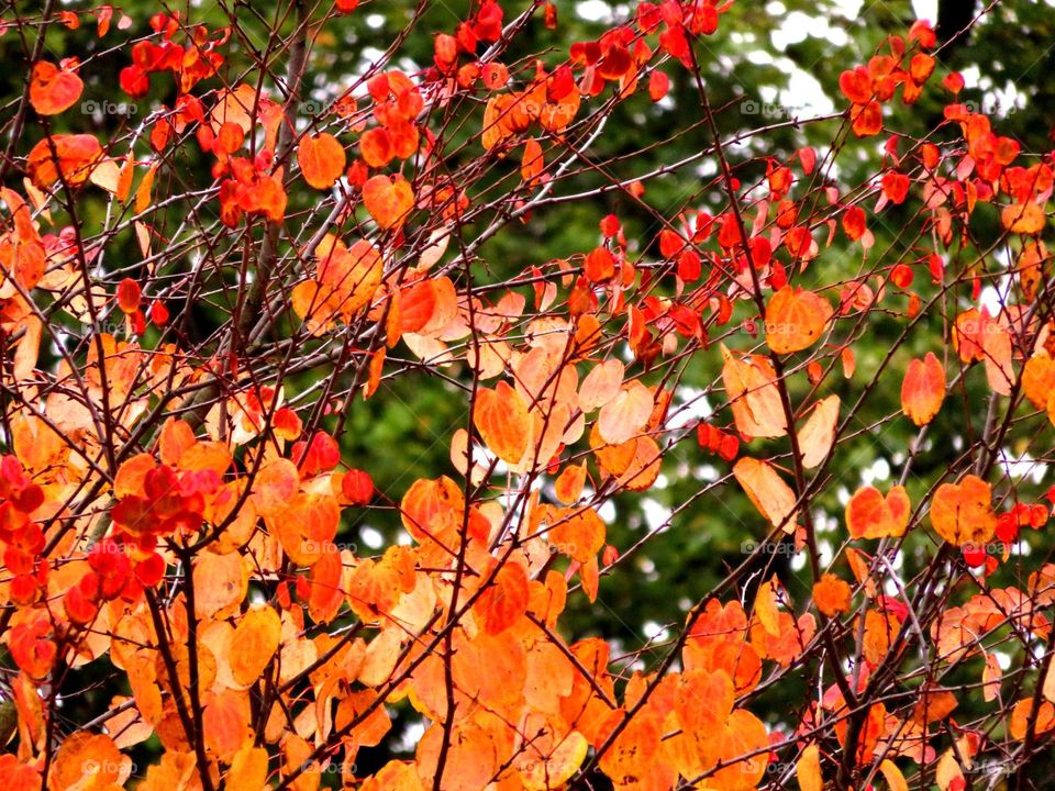 golden  foliage