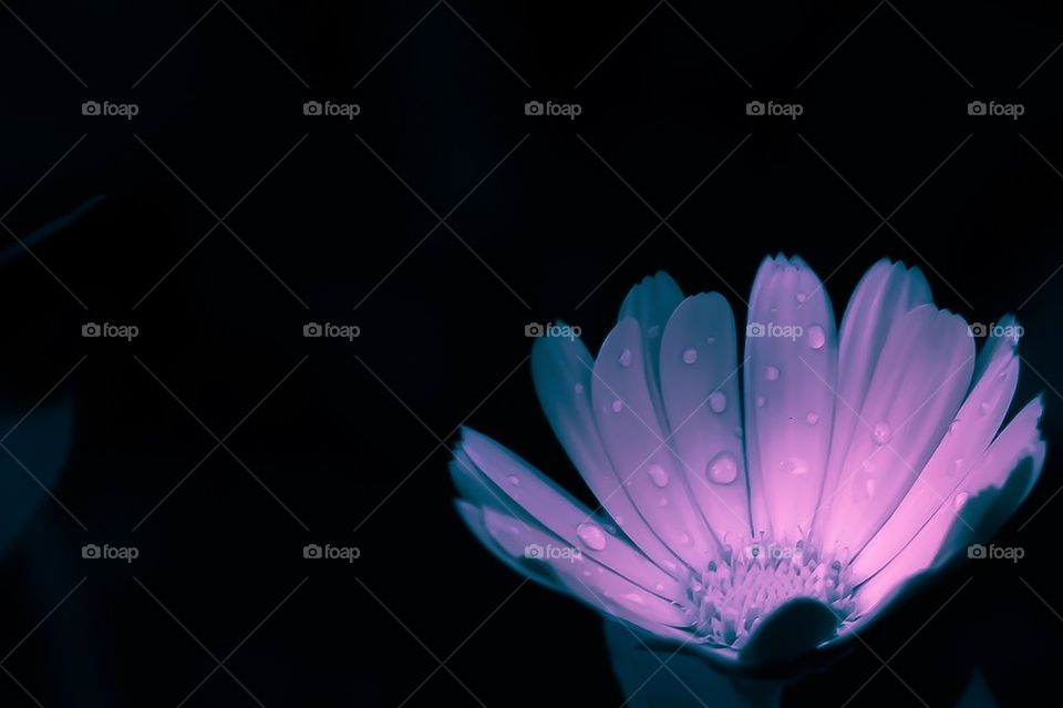 Flower against black background