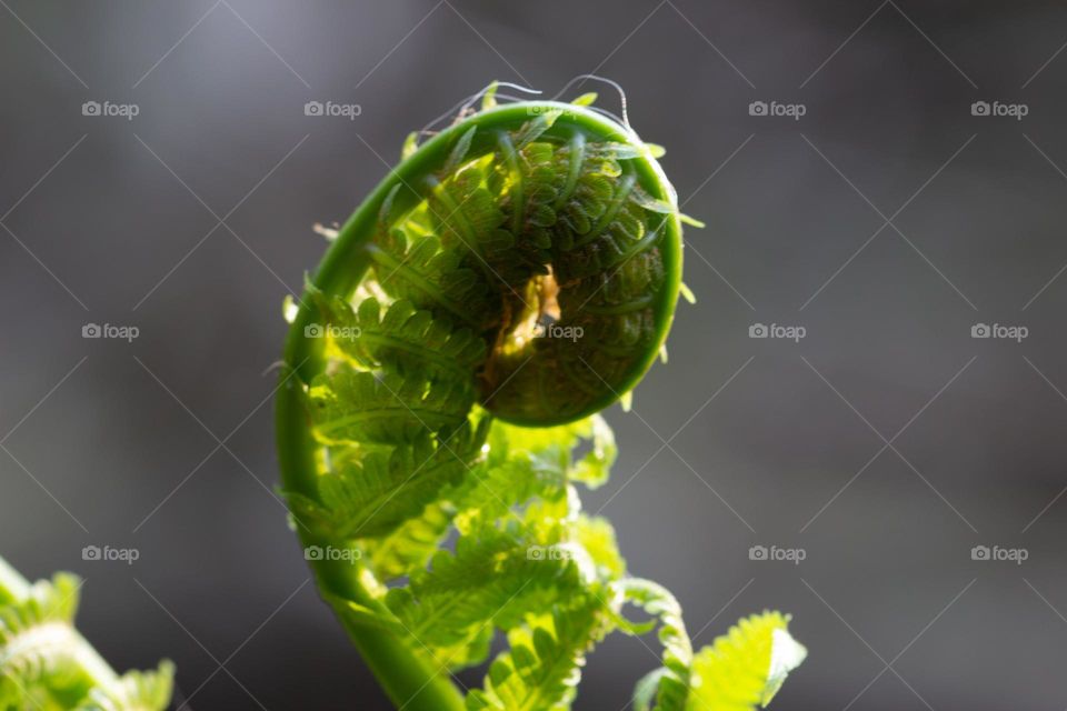 Spring plant growing in the forest