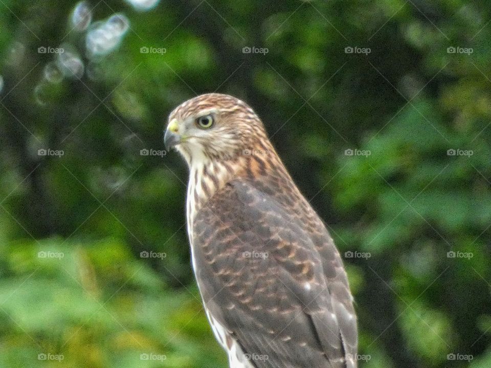 coopers hawk