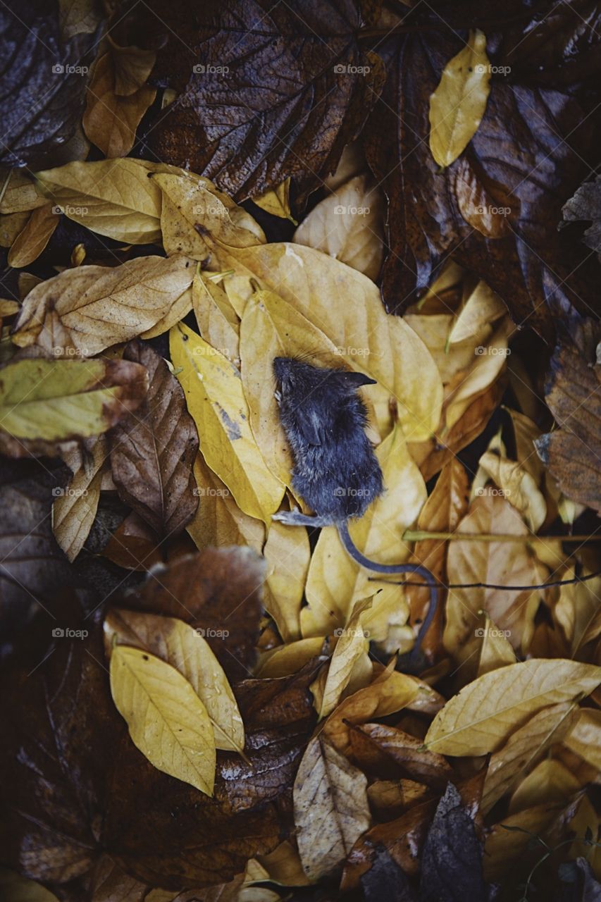 A small grey dead mouse on beautifully coloured yellow and brown fall leaves.