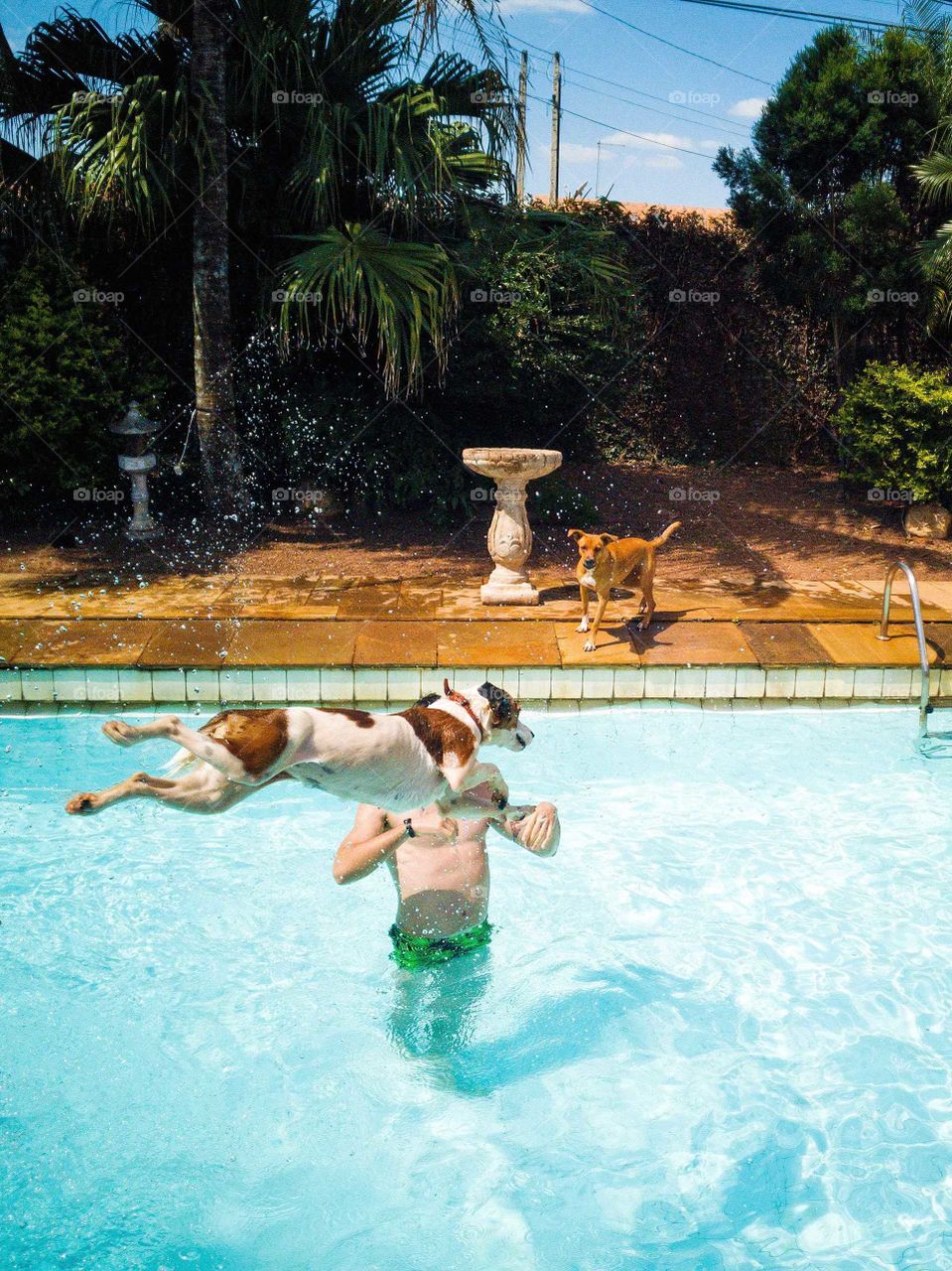 Dog soaring through the air, jumping into a pool, beautiful summer scene, with a happy sunny feeling!