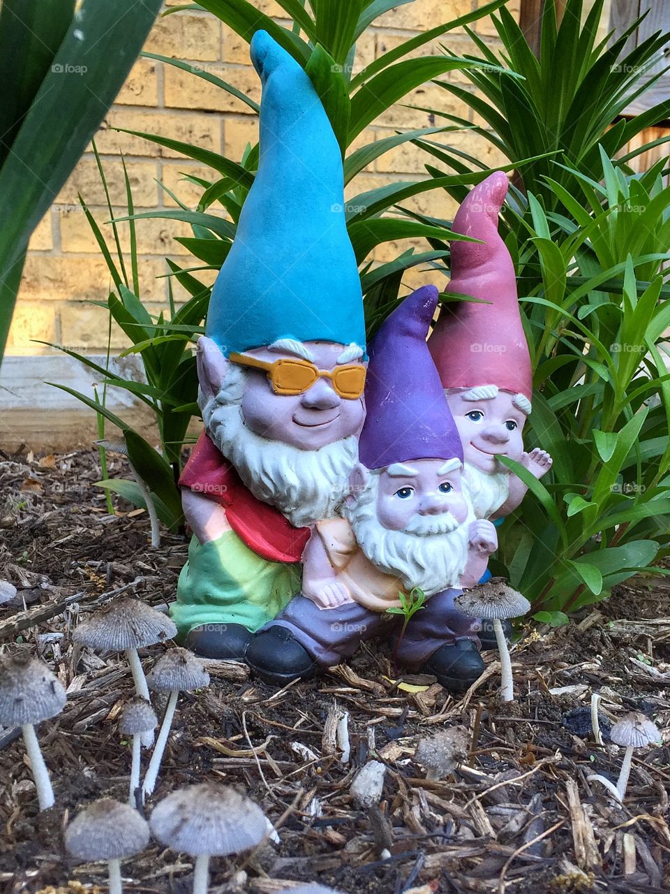 Gnomes and mushrooms 