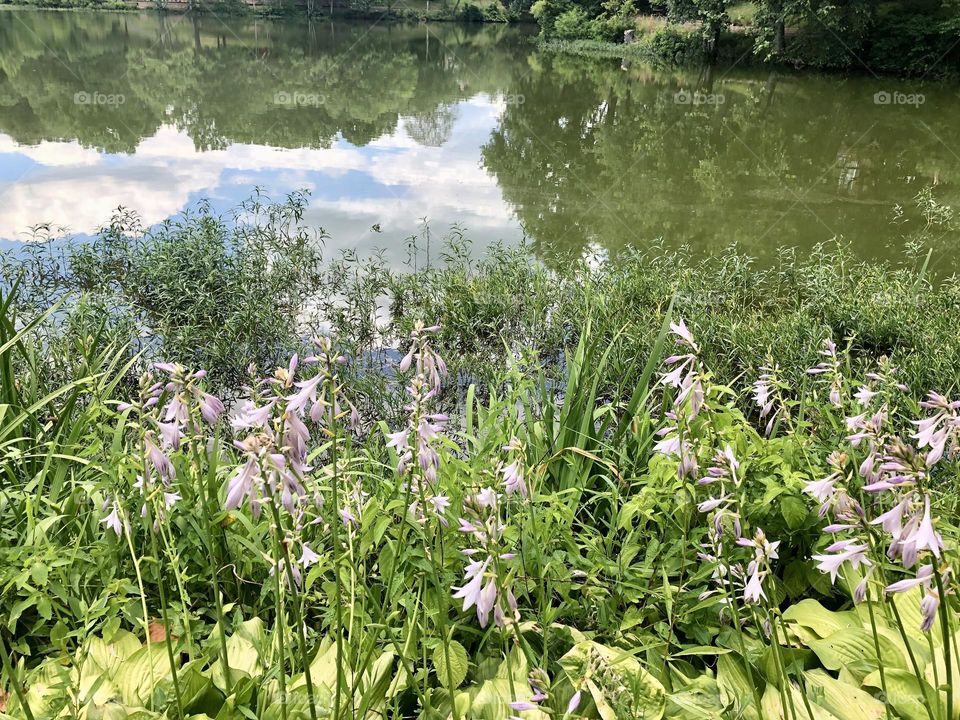 Wild flowers at the lake / walking by the lake 