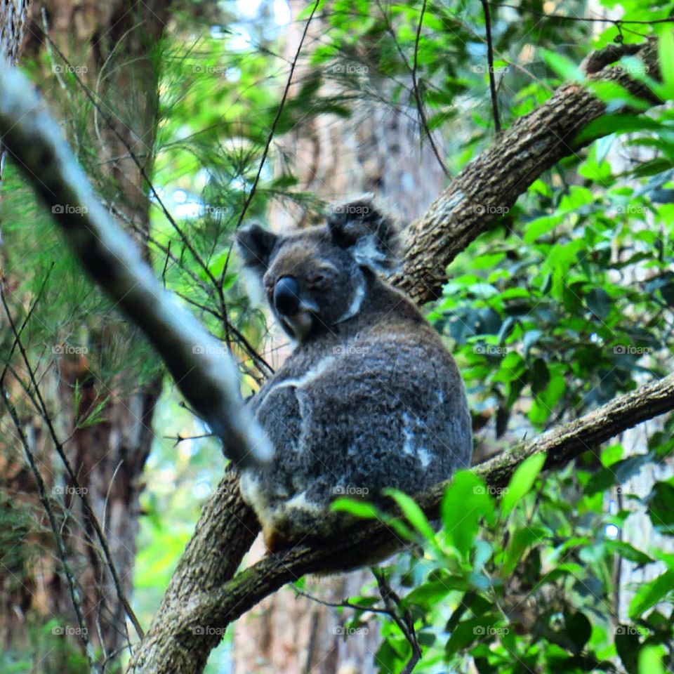 Koala in the trees