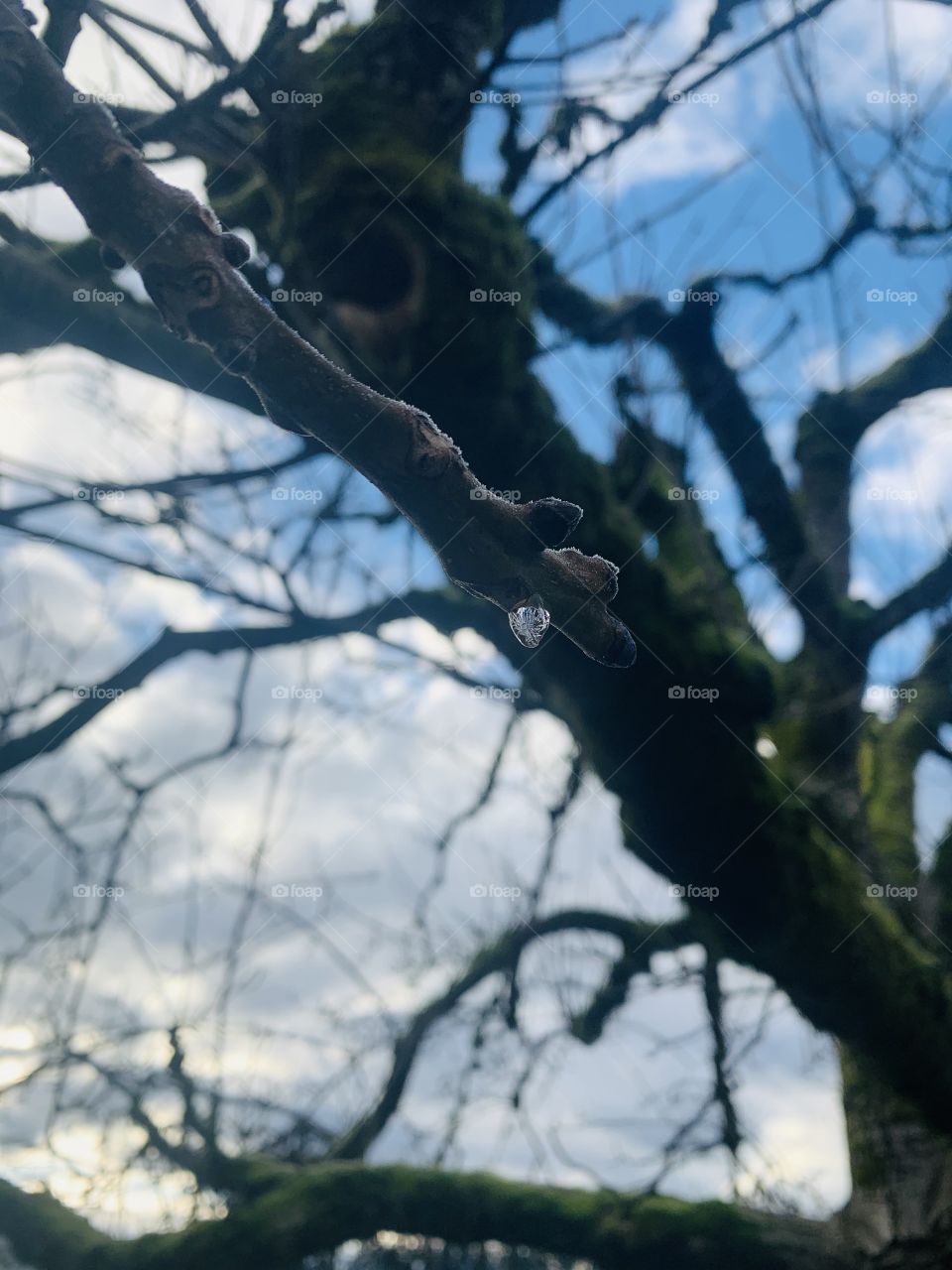 Rain drop in a stick with walnut tree background
