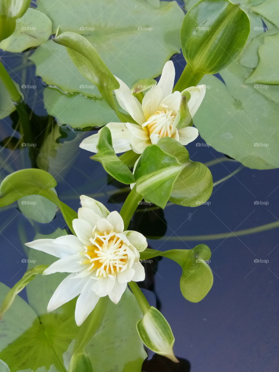 Lotus : Flower at king rama 9 :National park of thailand.Beautiful.