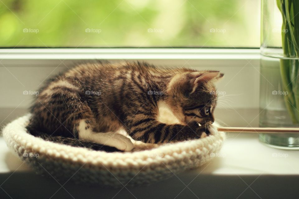 Little cute kitten plays with a wooden stick on the windowsill