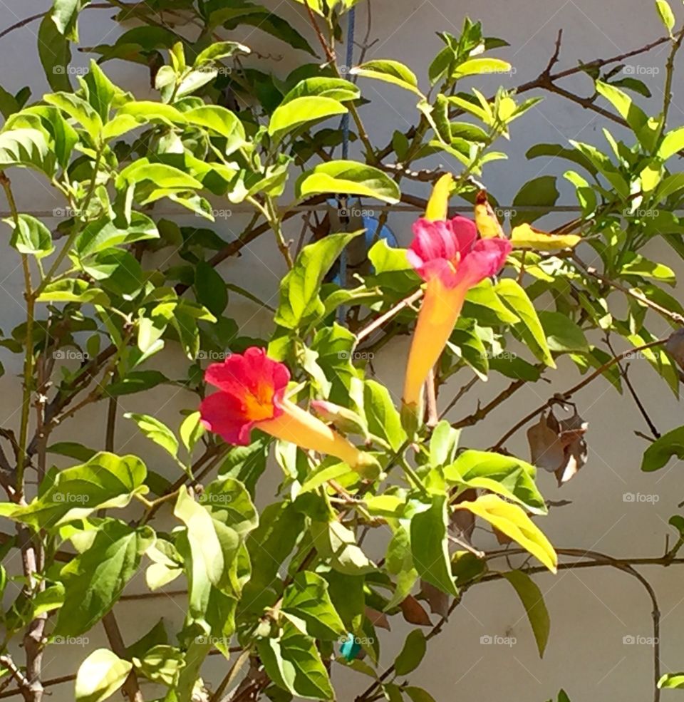 Flower and plant on the wall