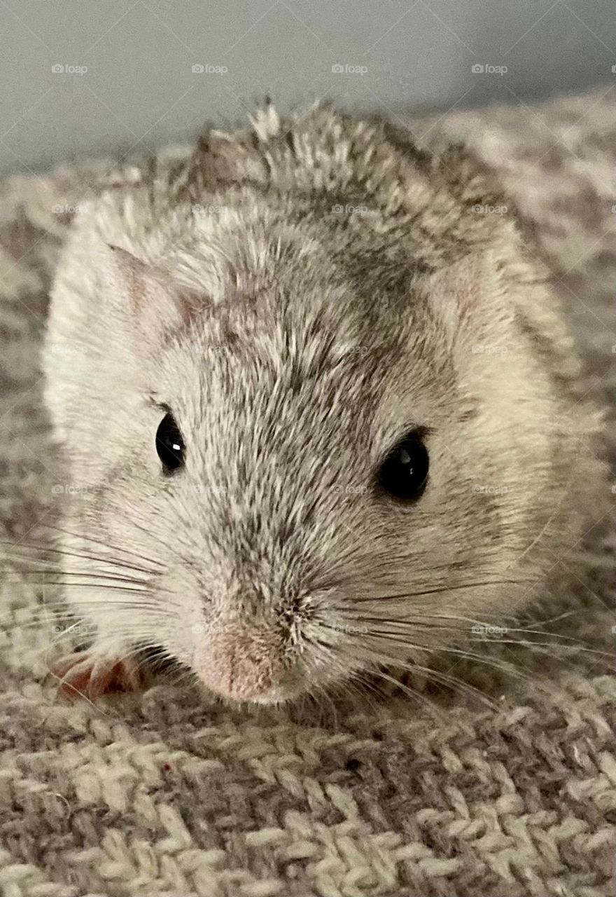 Cute white and grey gerbil pets