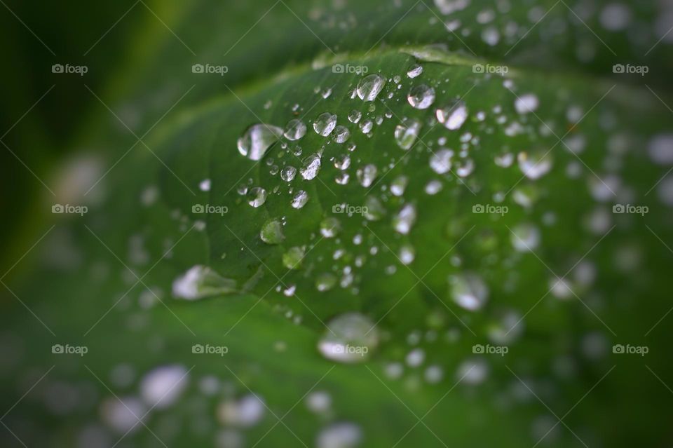 Dew on taro leaves.