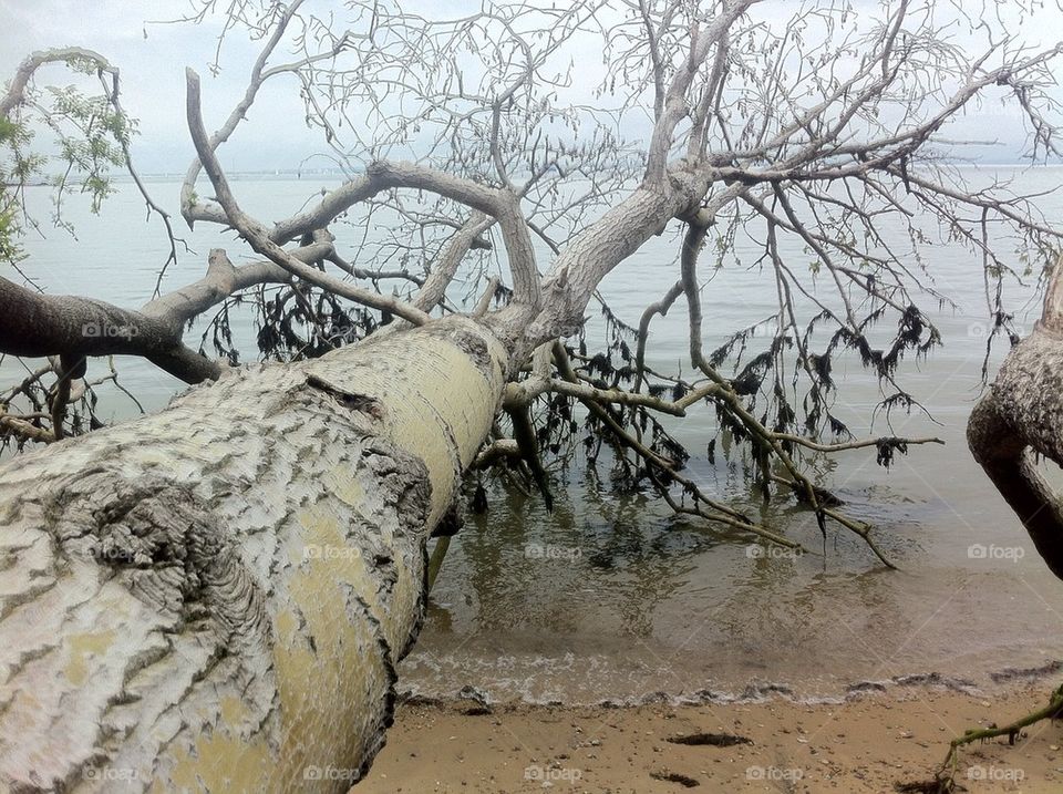 Fallen tree in the Sea