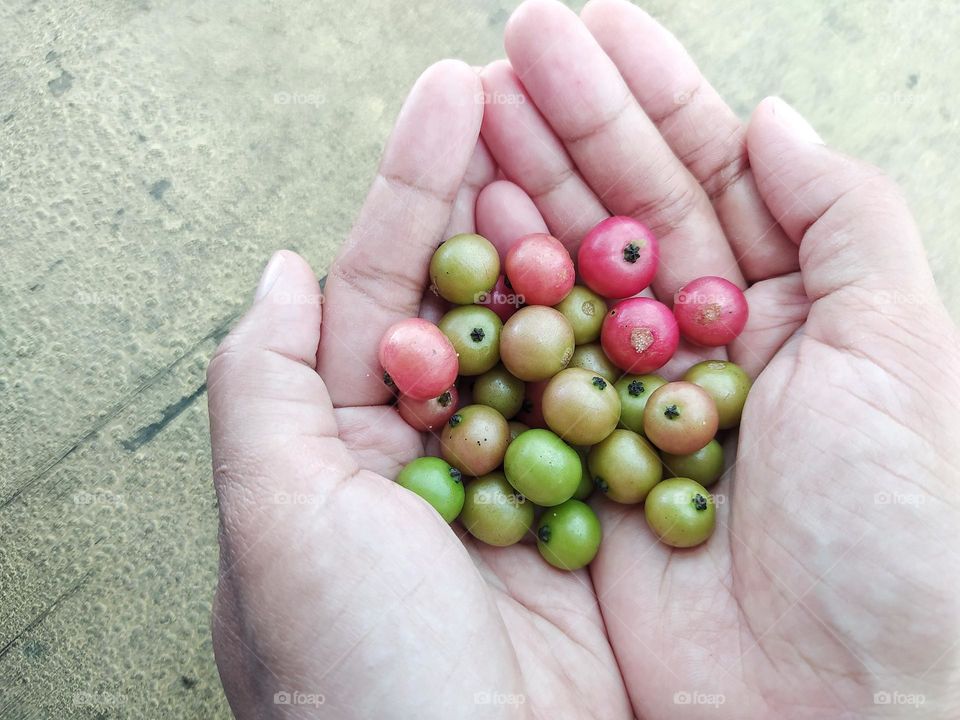 Some Muntingia calabura fruits on hand, in Indonesia they are called kersen. The fruit is small circle and brown to red when it is ripe and tastes sweet