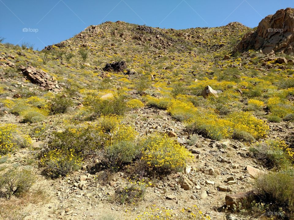 Super Bloom Joshua Tree National Park