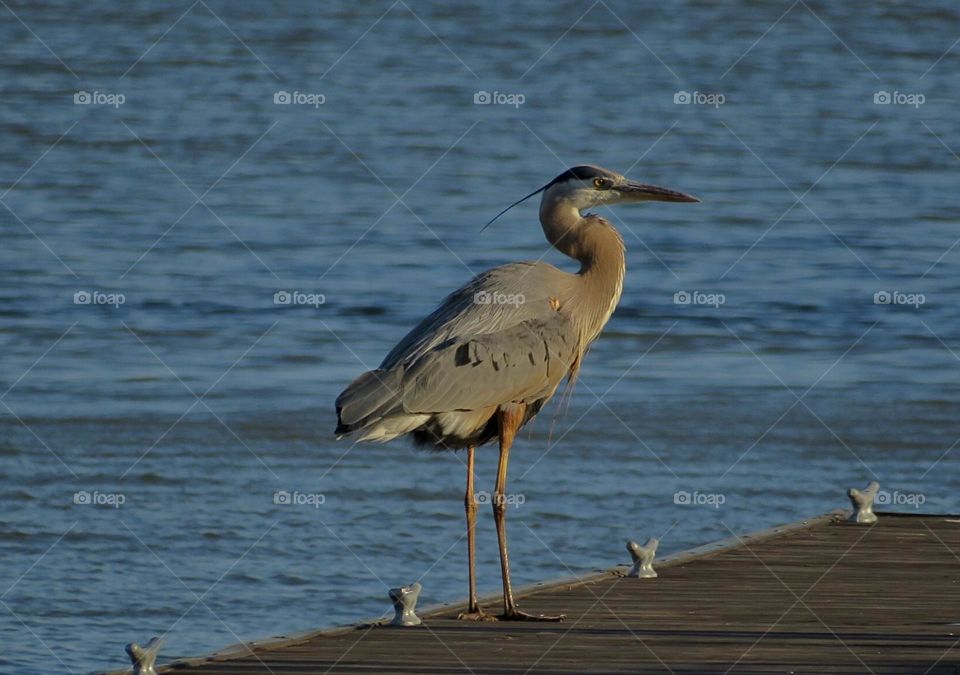 Great Blue Heron on a Boat Dock