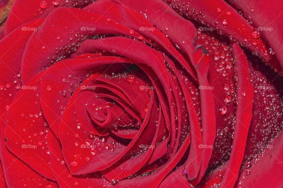 Beautiful macro shot of red rose with water drops