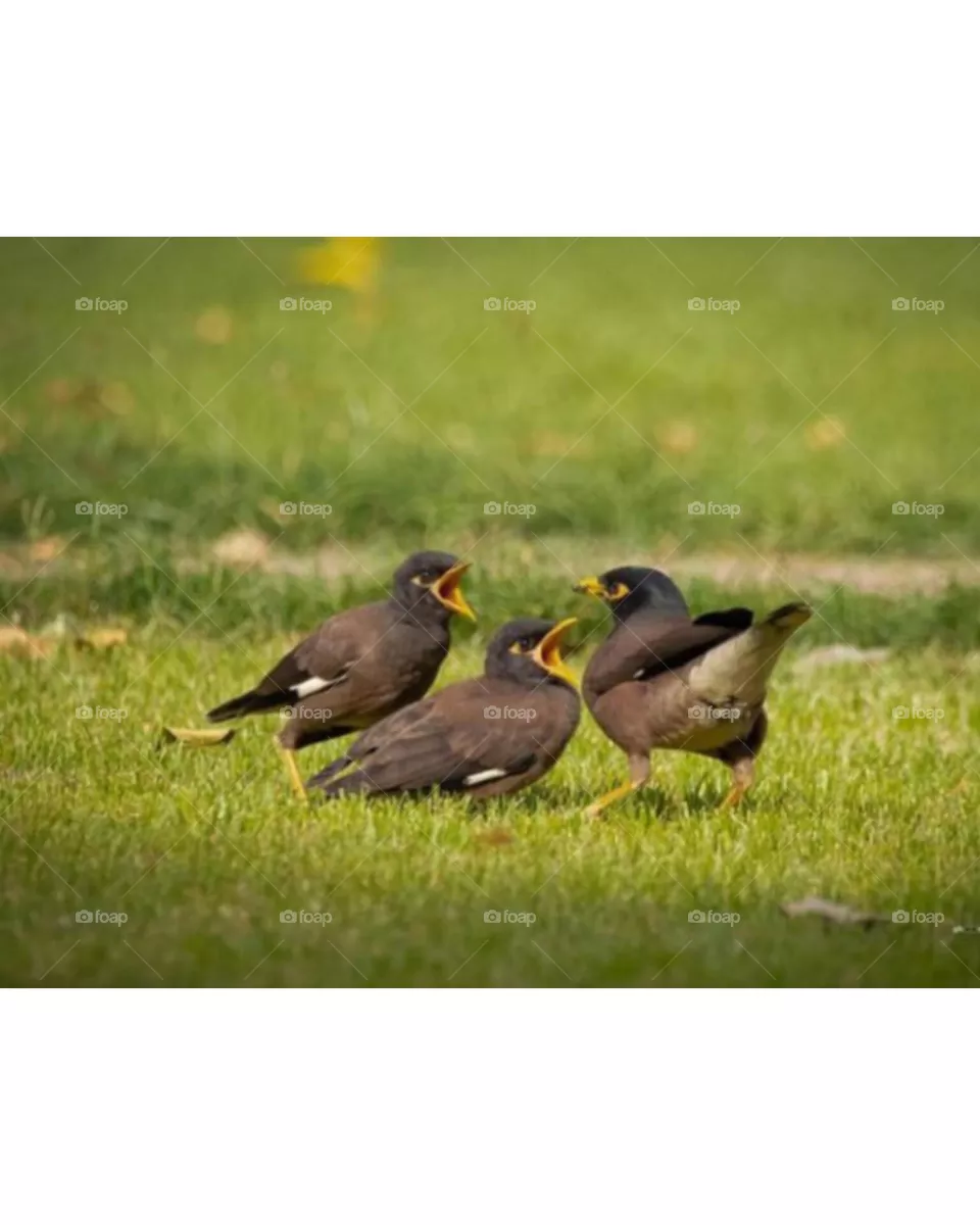 bird