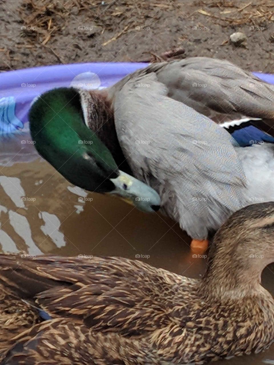 local duck found a pool! So cute!