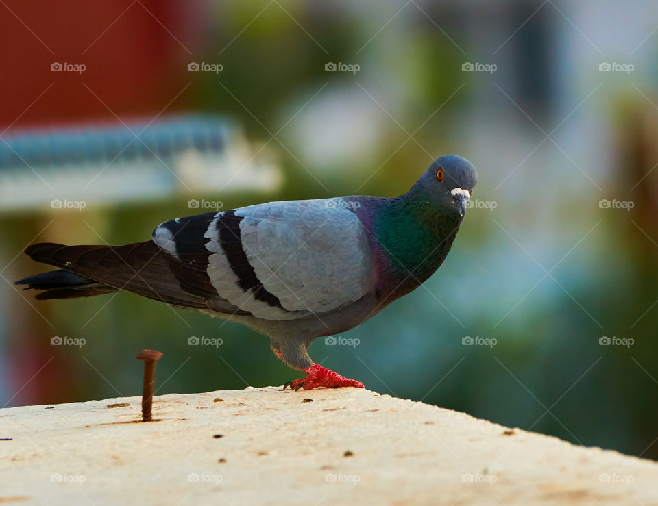 Bird photography - Dove - curious look