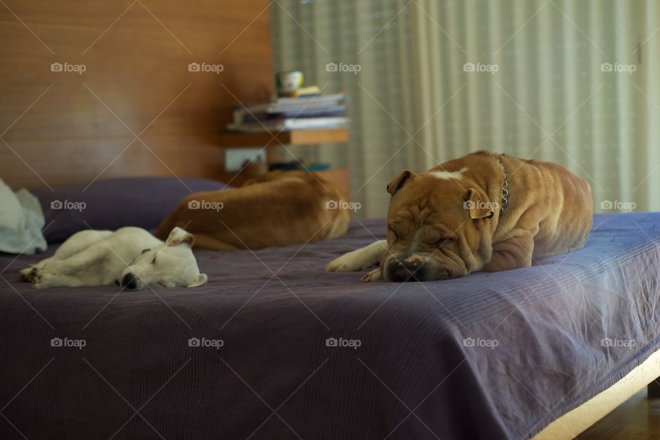 Dogs resting on bed