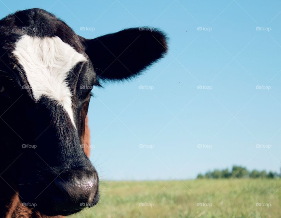 Minimalistic Snaps - steer in a pasture closeup