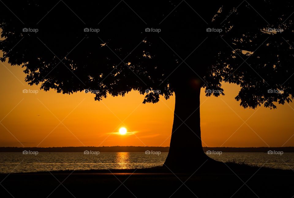 Tree at sunset. Silhoutte of a tree at sunset