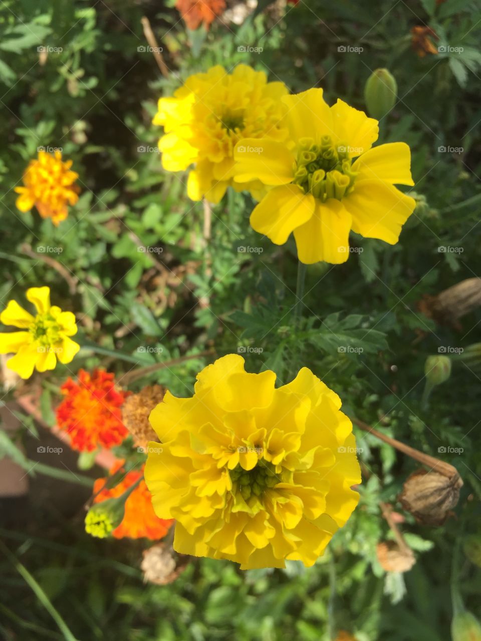 Yellow flowers from the garden