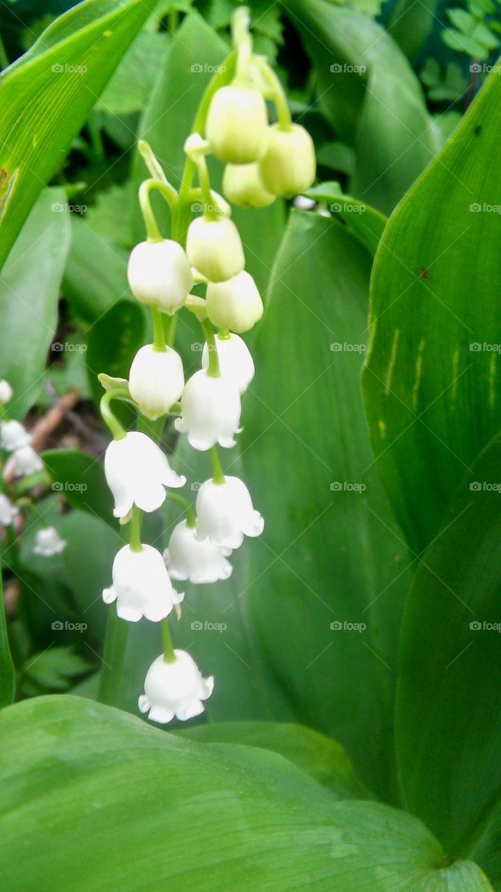 Leaf, Nature, Flora, Garden, No Person