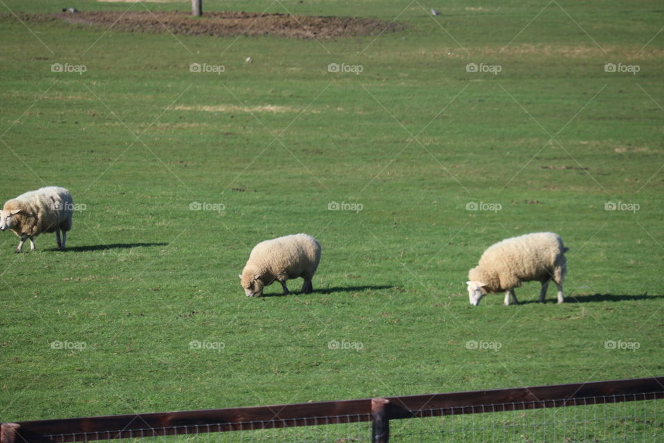 sheep's in farm