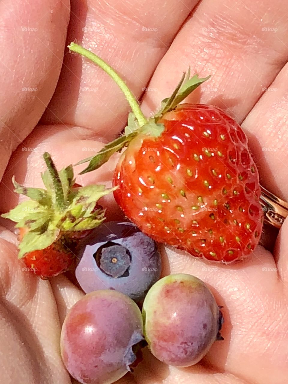 First harvest of spring; beating the birds and other animal harvest helpers is hard work!