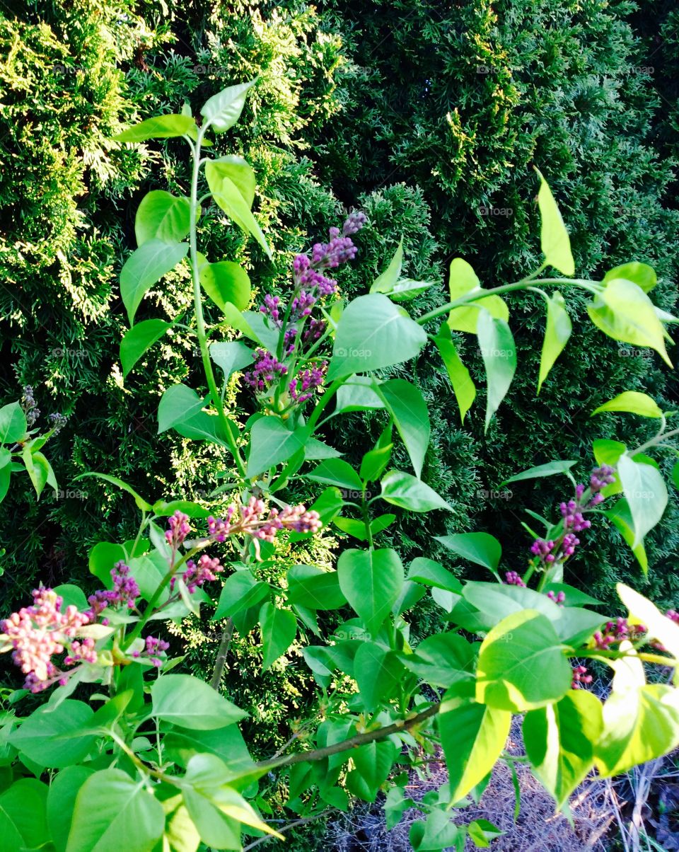 Partial lilac blossom