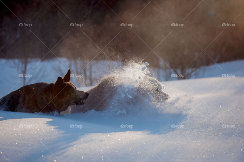 Dogs playing in snow