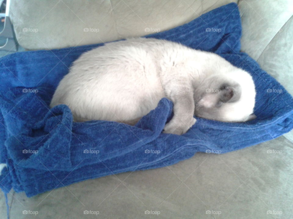 Bucky loves his blanket