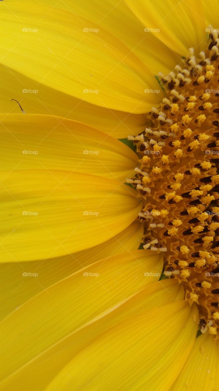 Nature, Sunflower, No Person, Flower, Pollen