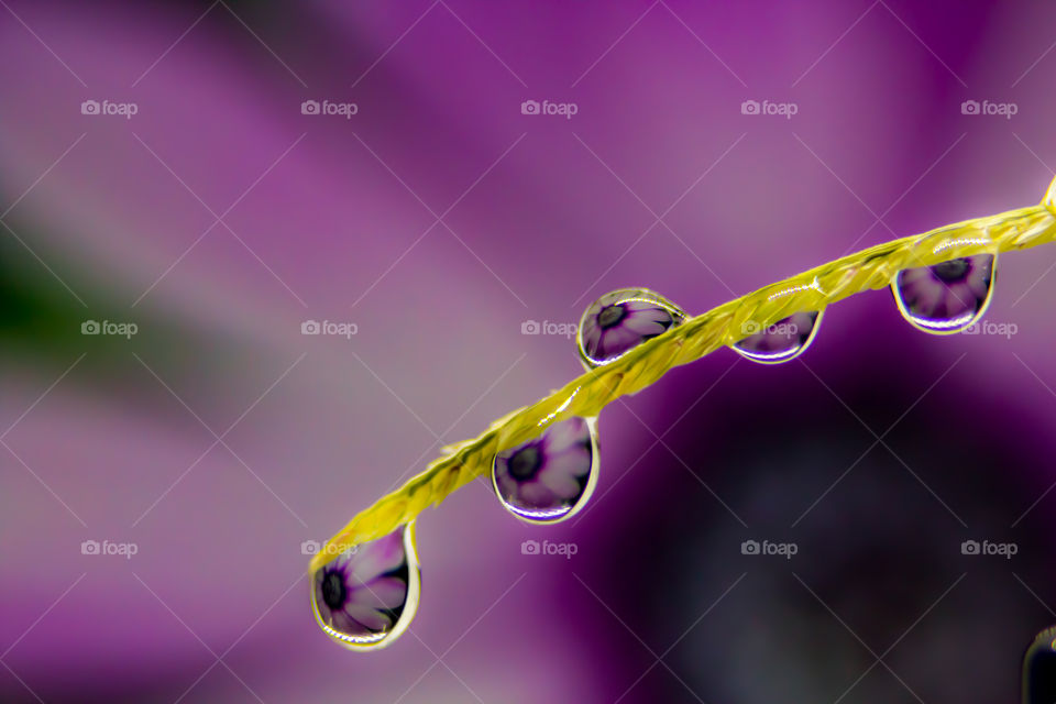 Flower reflection in water drops