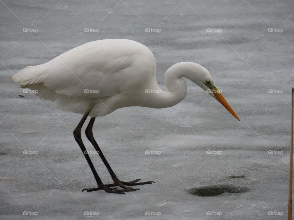 A white heron fishes on a frozen lake
